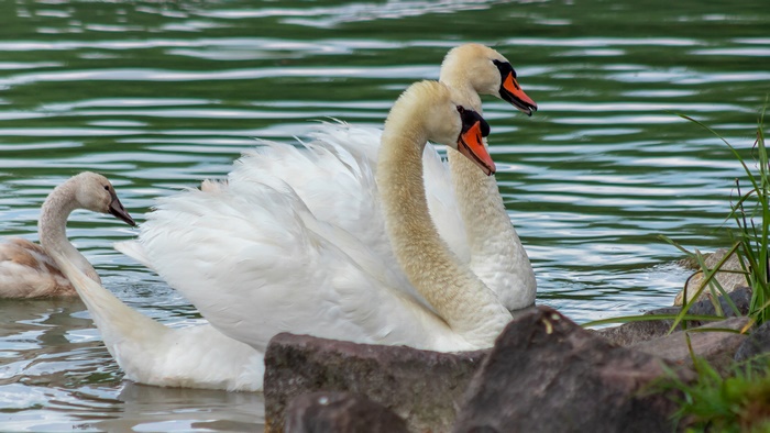 Mute Swans Swimming in Water