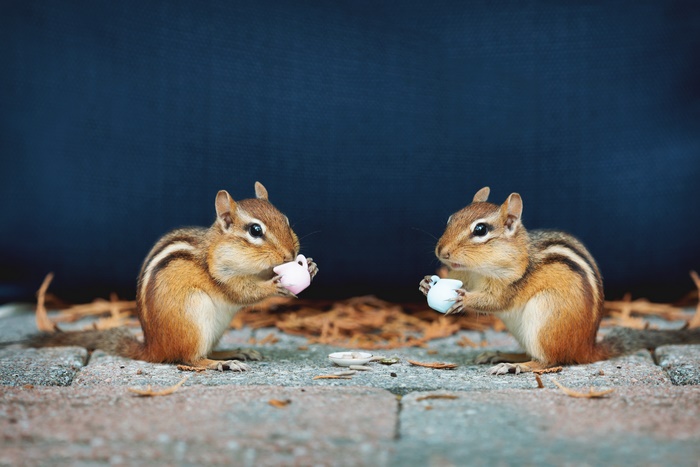 Two chipmunks drinking from teacups