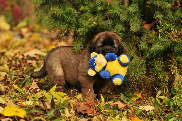 Leonberger puppy with a toy
