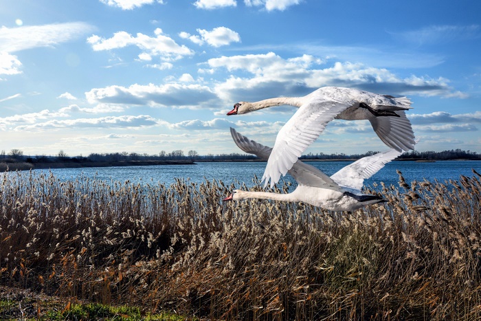 Two Mute Swans Flying Over Reeds