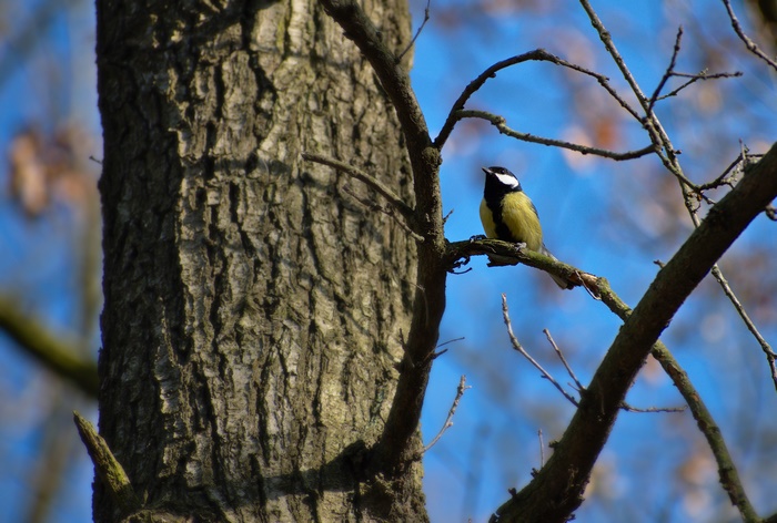 Great Titmouse on a Tree Branch