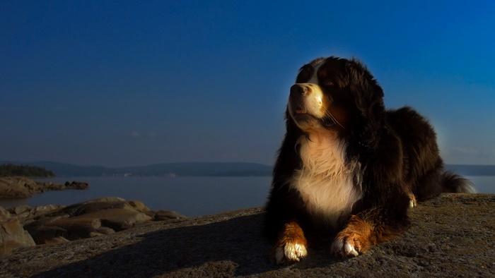 Bernese Mountain Dog on a rocky shore