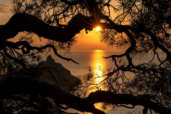 Sunset over the sea through pine branches in Crimea