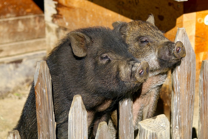 Two pigs behind a wooden fence