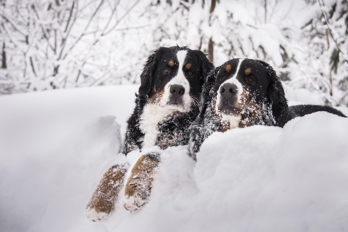 Two Bernese Mountain Dogs in the Snow