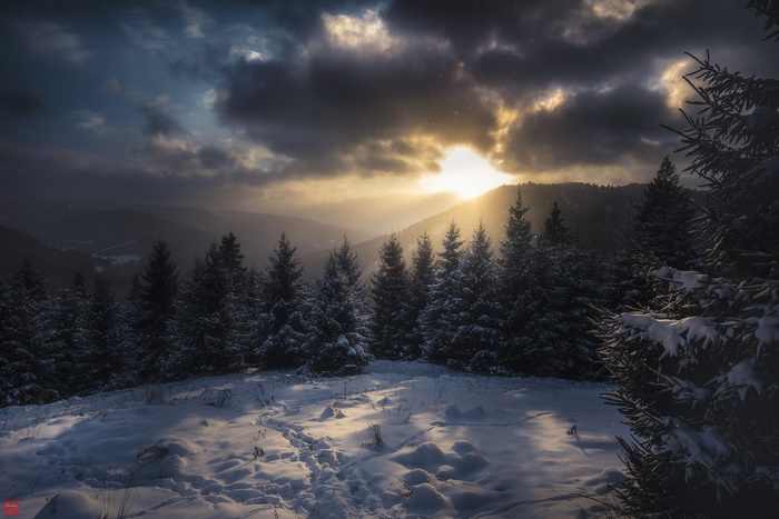 Winter forest with sunlight in Carpathian Mountains