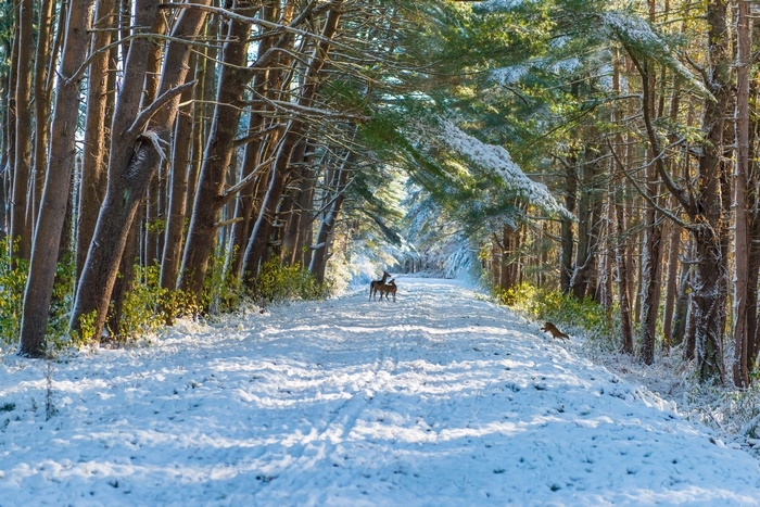 Deer in a Snowy Forest Path 4K