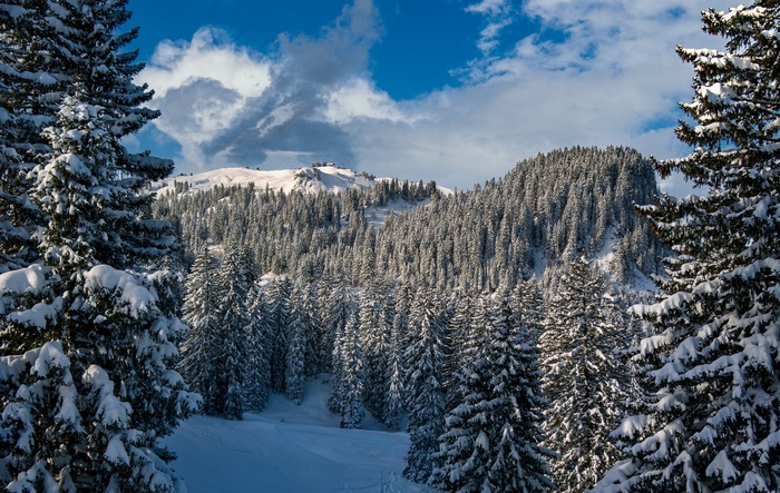 Snow covered fir trees in a mountain forest