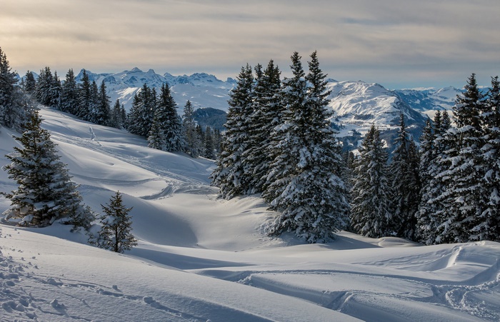 Snowy mountain landscape with pine trees and ski tracks