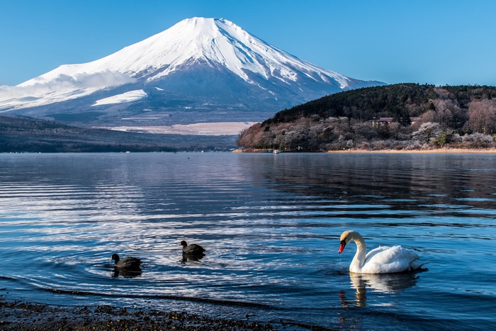 Swan and ducks on a lake with Mount Fuji