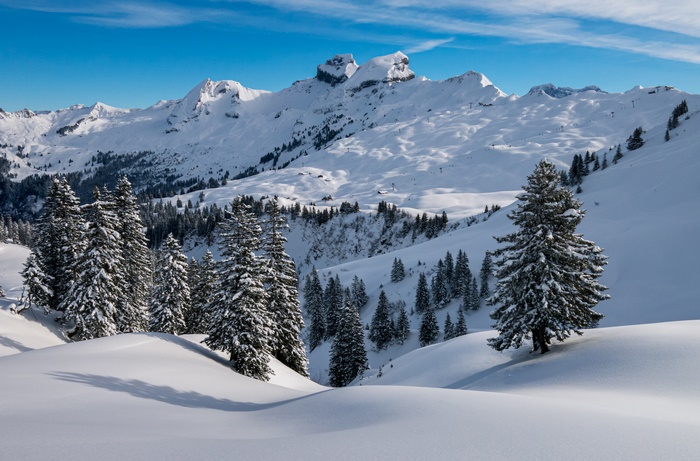 Snowy mountain peaks and evergreen trees under a blue sky