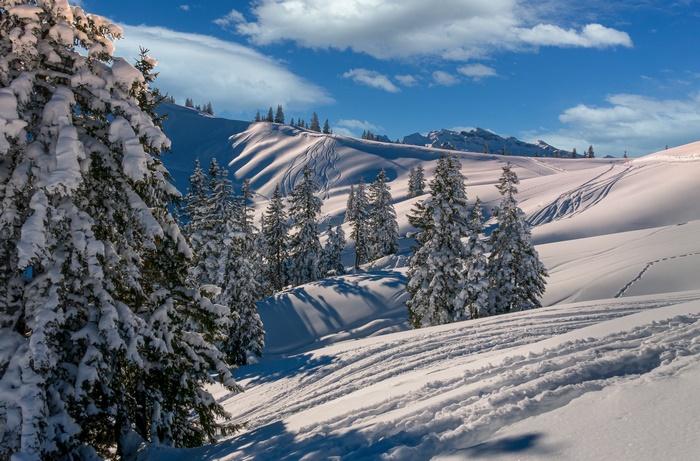 Snowy mountain landscape with fir trees and ski tracks