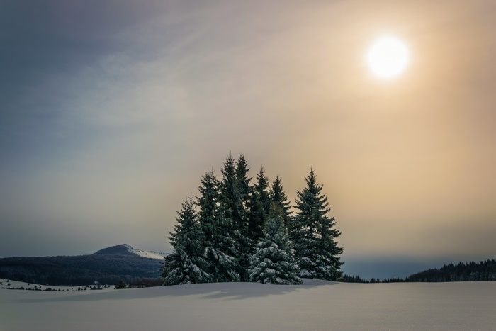 Winter landscape with fir trees and sun