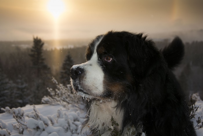 Bernese Mountain Dog in Winter Landscape 4K