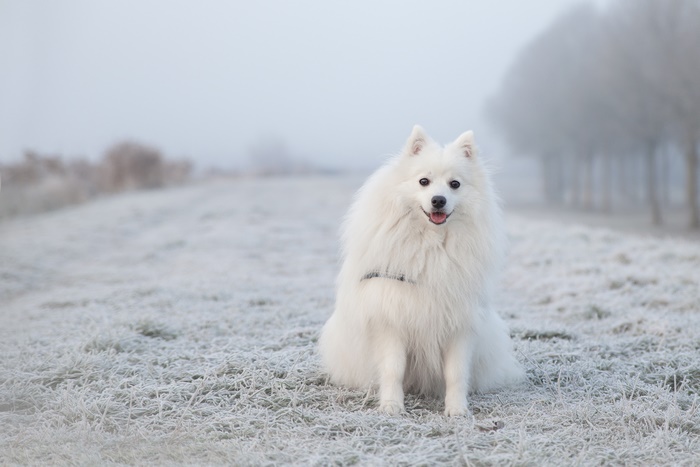 White Spitz dog sitting in a frosty field