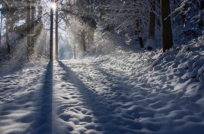 Sunbeam through snowy forest path
