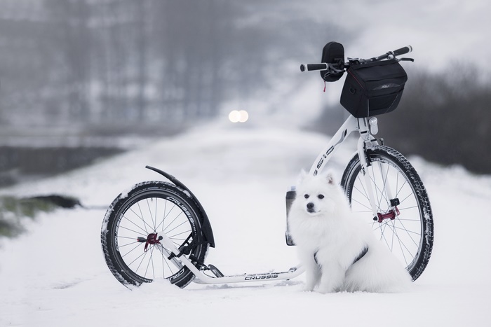 White Spitz dog with a scooter in the snow