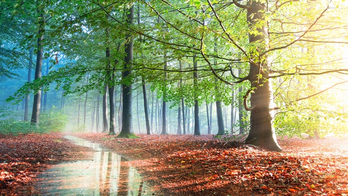 Forest path with puddles and fallen leaves in fog