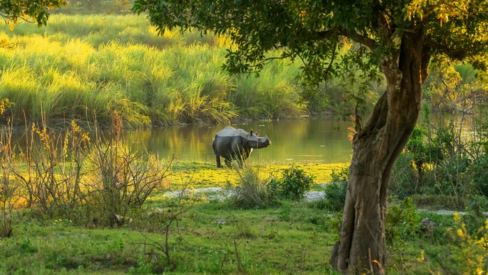 Rhino by a pond in wildlife setting
