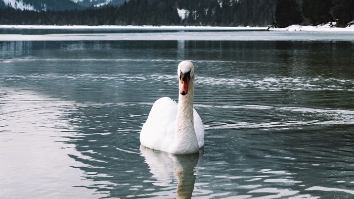 A white swan swims on a lake with mountains in the background