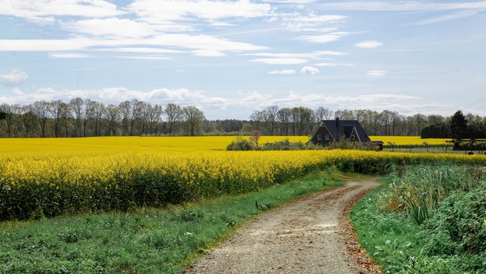 Yellow rapeseed field with a house and a path