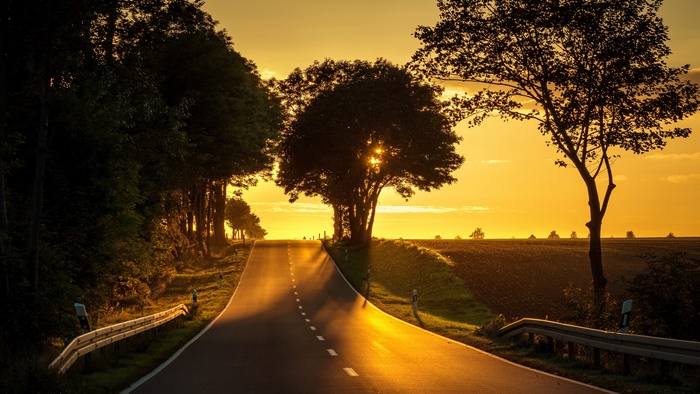 Road through trees at sunset