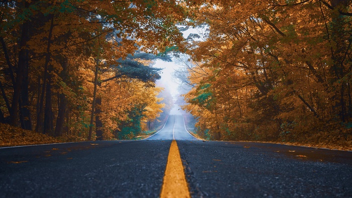 Road through autumn forest with fog