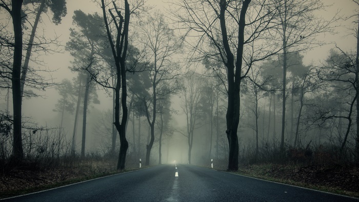 Road through a foggy forest