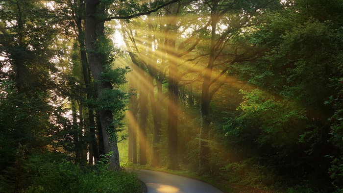 Sunbeams in a Forest Road