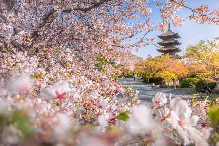 Kyoto Pagoda surrounded by cherry blossoms in spring