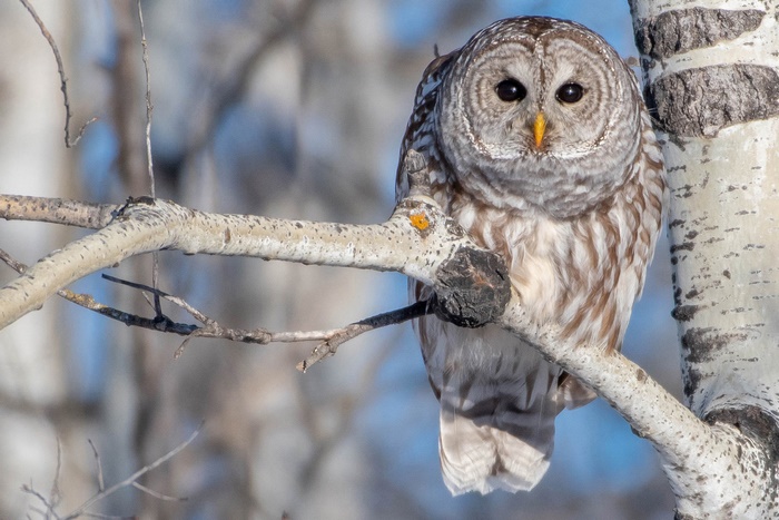 Barred Owl perched on a birch tree branch