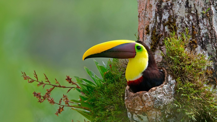 Toucan in a tree trunk hole