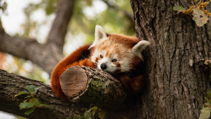 Red Panda resting on a tree trunk