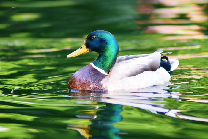 Mallard Duck Swimming in Water