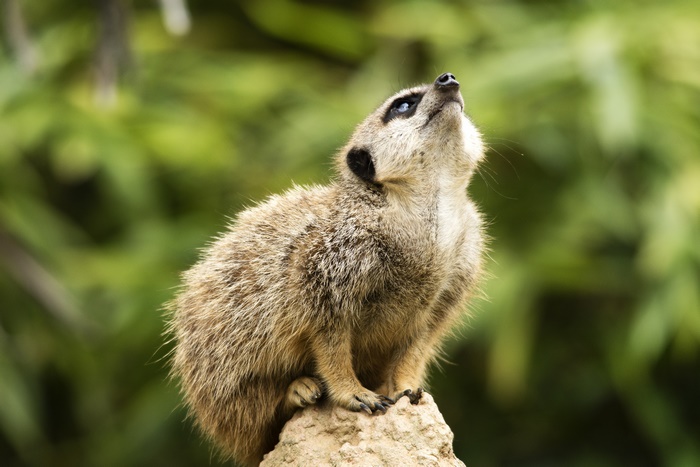 Meerkat looking up on a rock