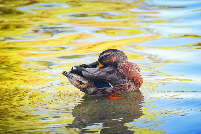 Duck resting on a pond