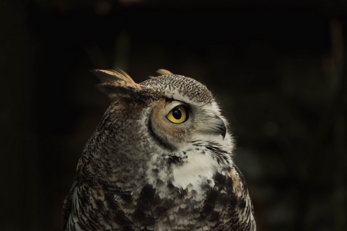 Great Horned Owl 4K