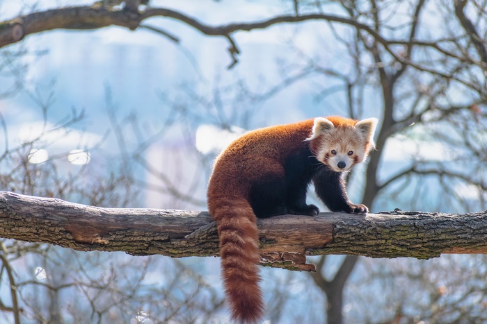 Red Panda on a Tree Trunk