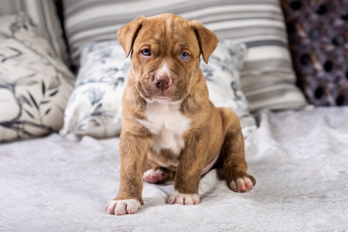 Brown Pit Bull puppy with heterochromia sitting on a bed