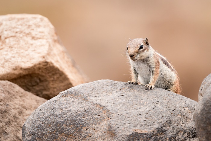 A chipmunk sits on a rock in the wild