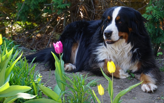 Bernese Mountain Dog with Tulips