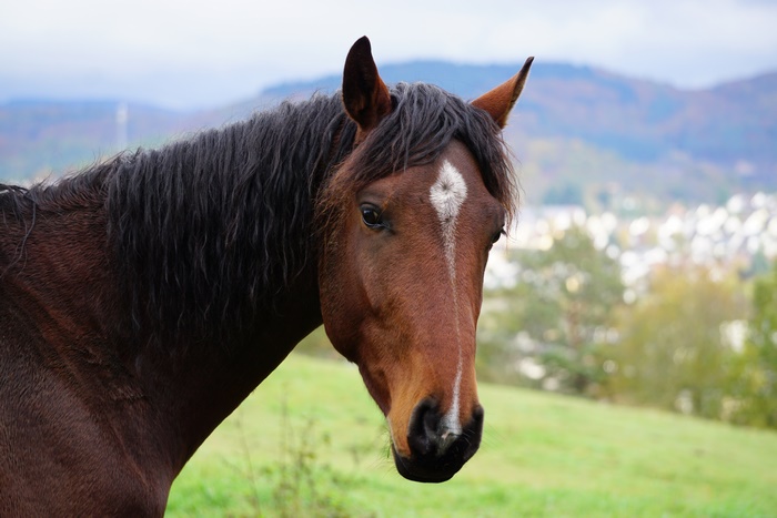 Brown horse with white blaze on forehead
