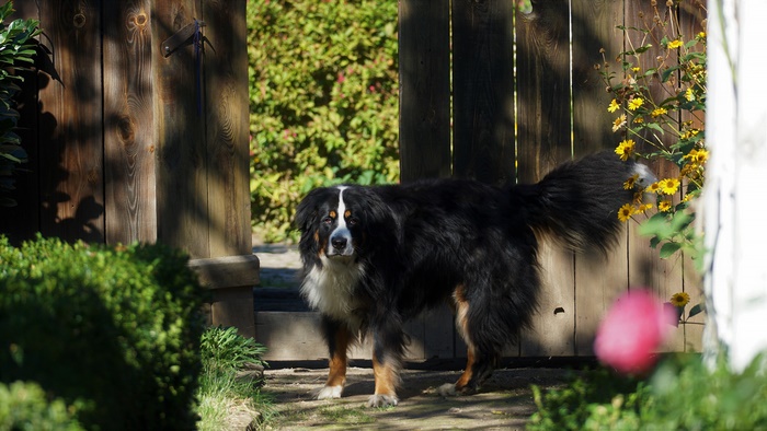 Bernese Mountain Dog standing by a wooden gate
