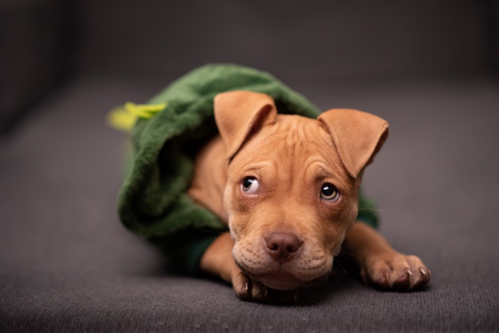 Brown Pit Bull puppy in a green costume