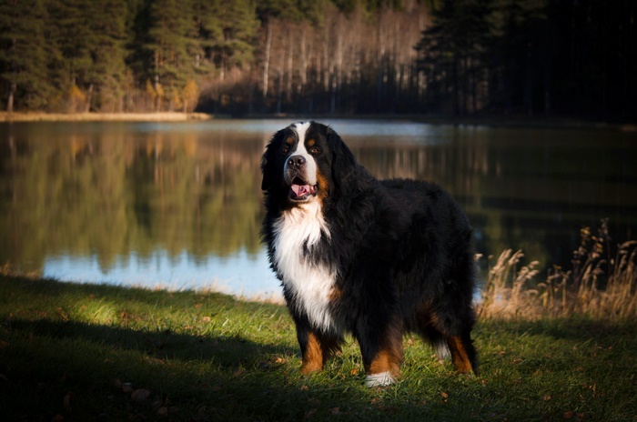 Bernese Mountain Dog by a Lake