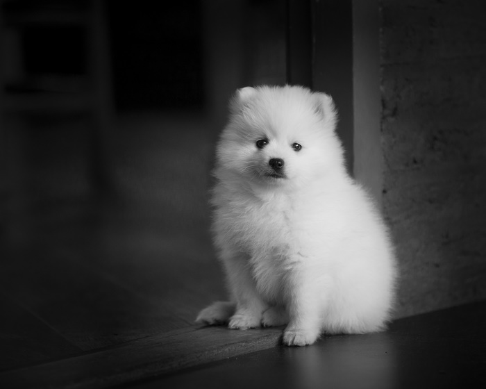Black and White Pomeranian Puppy