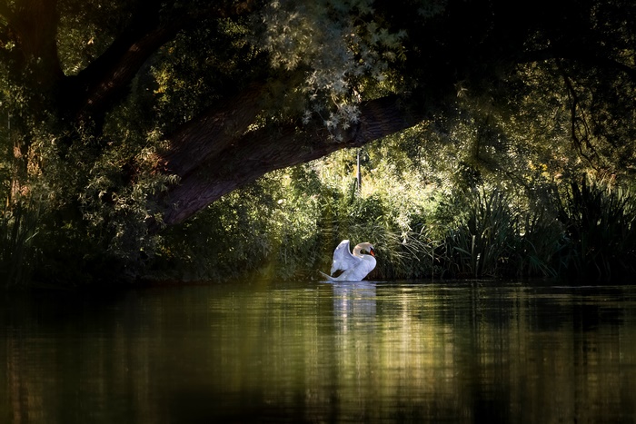 Mute Swan in Water