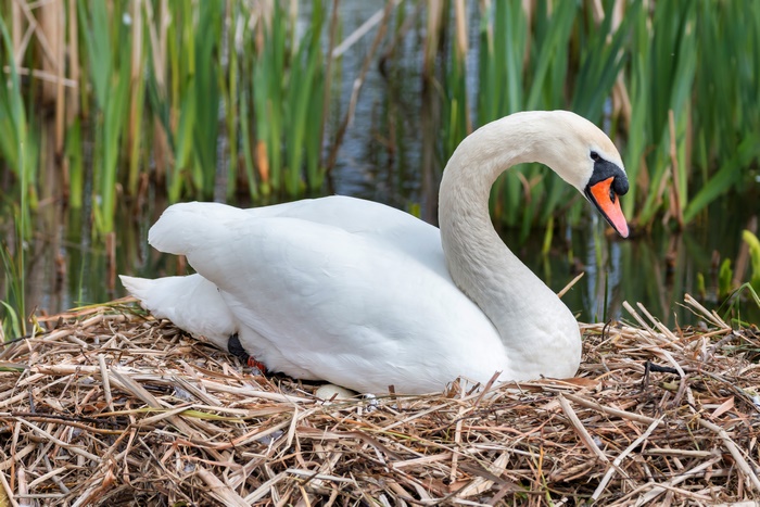 Mute Swan Sitting on Nest by Water