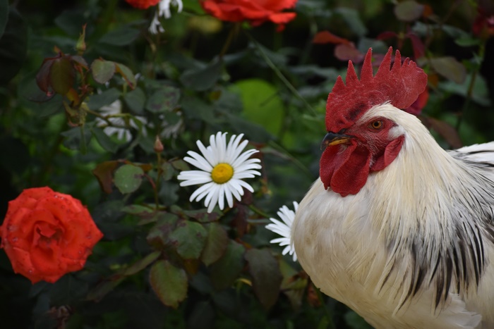 Rooster with red roses and daisies