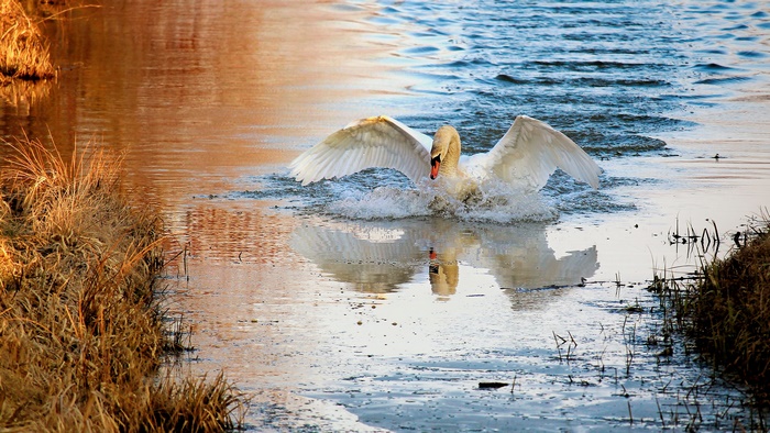 Swan landing in water with wings spread